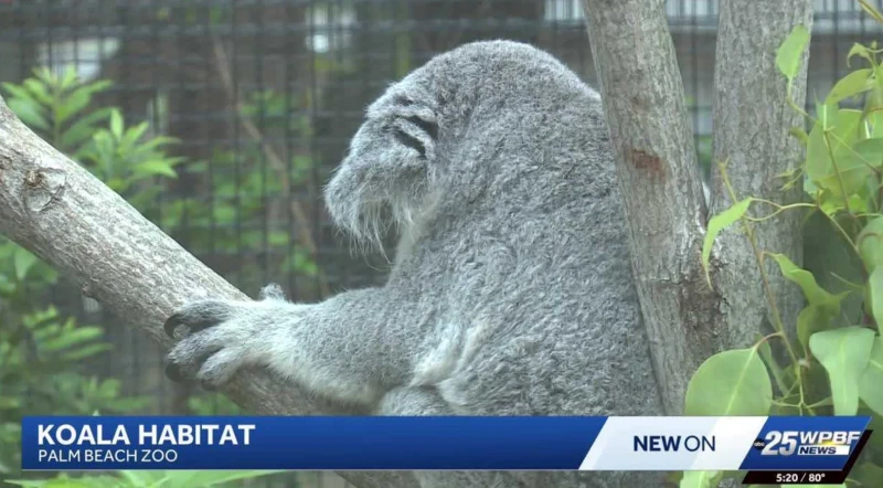 the-story-of-the-baby-koala-born-at-the-palm-beach-zoo-in-florida