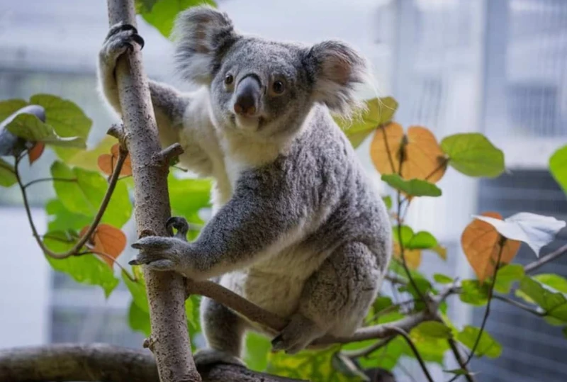 the-story-of-the-baby-koala-born-at-the-palm-beach-zoo-in-florida