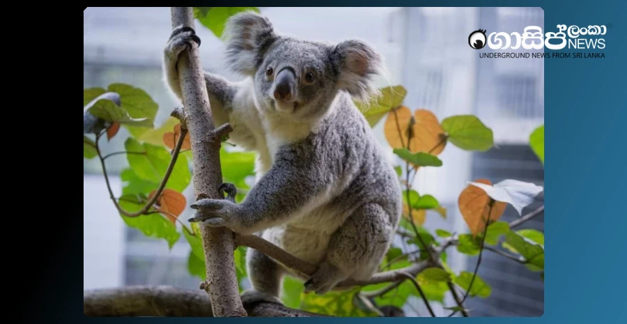 the-story-of-the-baby-koala-born-at-the-palm-beach-zoo-in-florida