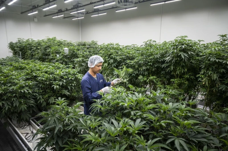 thailand-which-lifted-the-ban-on-cannabis-to-develop-tourism-is-now-trapped-by-the-myanmar-drug-network-despite-tightening-the-rules