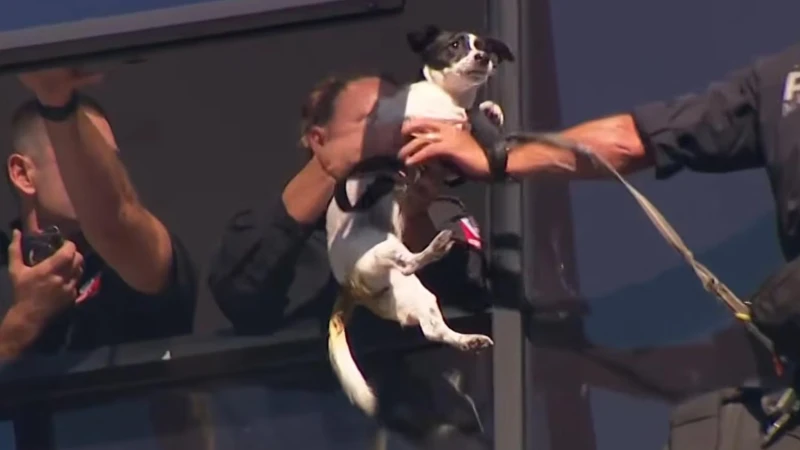 the-operation-in-sydney-that-saved-the-puppy-trapped-on-the-13th-floor