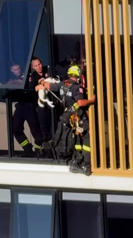 the-operation-in-sydney-that-saved-the-puppy-trapped-on-the-13th-floor