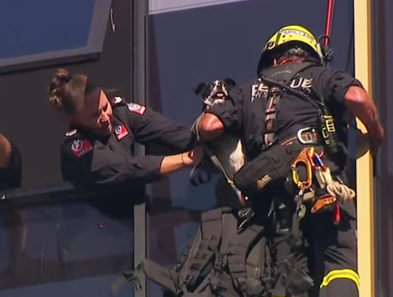 the-operation-in-sydney-that-saved-the-puppy-trapped-on-the-13th-floor