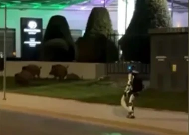 how-poland-used-robotics-to-exterminate-wild-boars