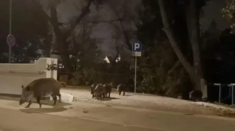 how-poland-used-robotics-to-exterminate-wild-boars