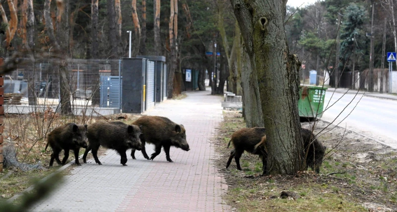 how-poland-used-robotics-to-exterminate-wild-boars
