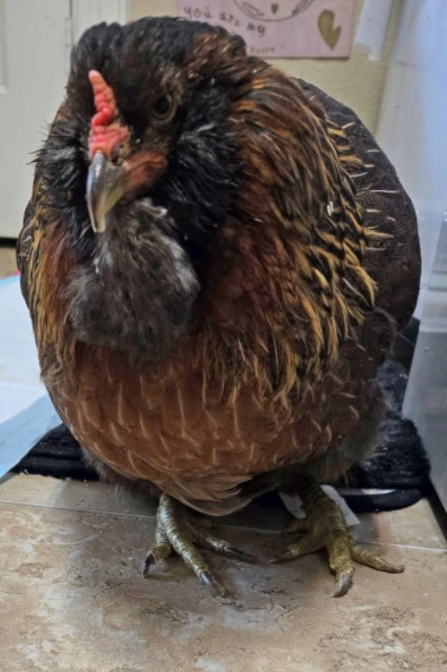 the-worlds-oldest-hen-is-15-years-old