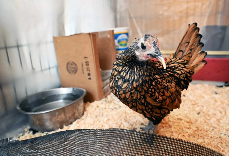 the-worlds-oldest-hen-is-15-years-old