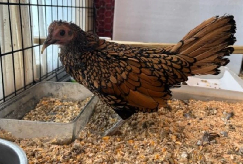 the-worlds-oldest-hen-is-15-years-old