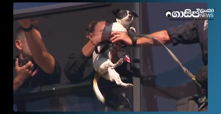 the-operation-in-sydney-that-saved-the-puppy-trapped-on-the-13th-floor