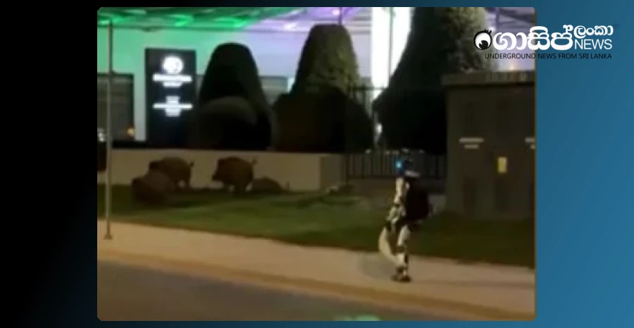 how-poland-used-robotics-to-exterminate-wild-boars