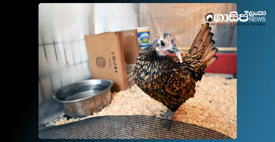 the-worlds-oldest-hen-is-15-years-old