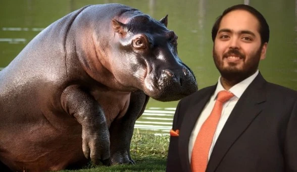 ambani-son-has-come-forward-to-save-the-80-hippopotamus-that-escobar-brought-to-colombia