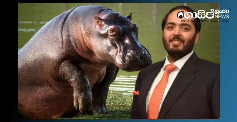 ambani-son-has-come-forward-to-save-the-80-hippopotamus-that-escobar-brought-to-colombia