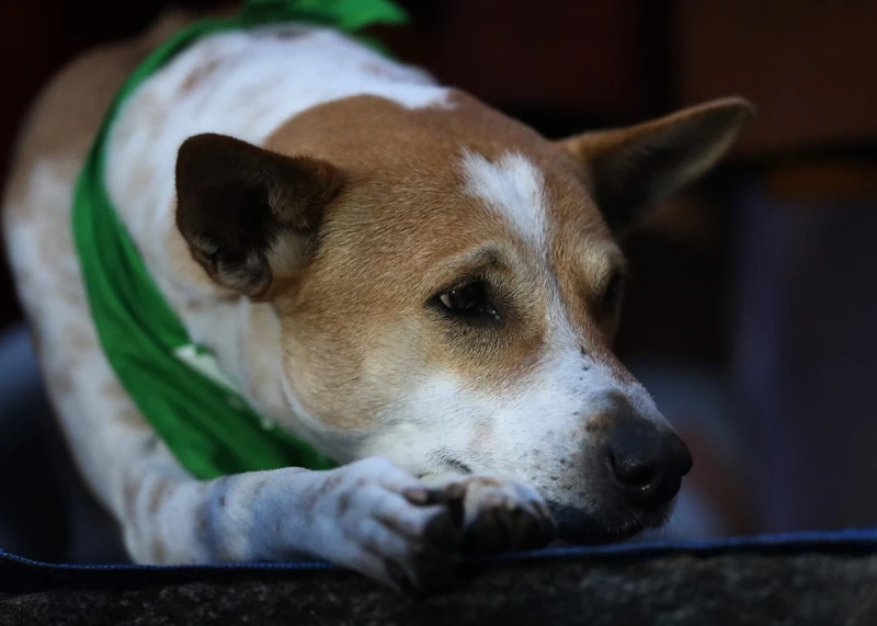 alokas-wonderful-qualities-surprised-even-the-veterinarians