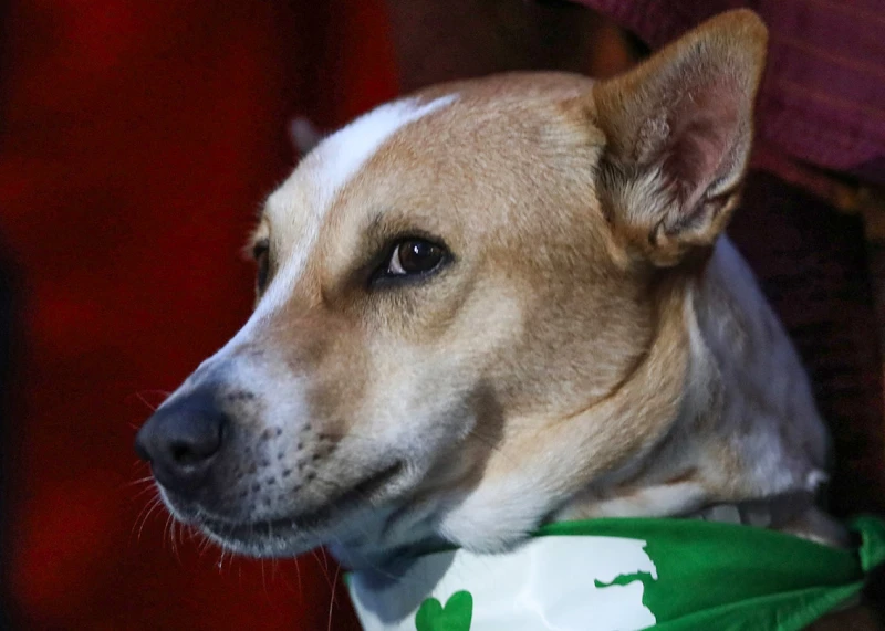 alokas-wonderful-qualities-surprised-even-the-veterinarians