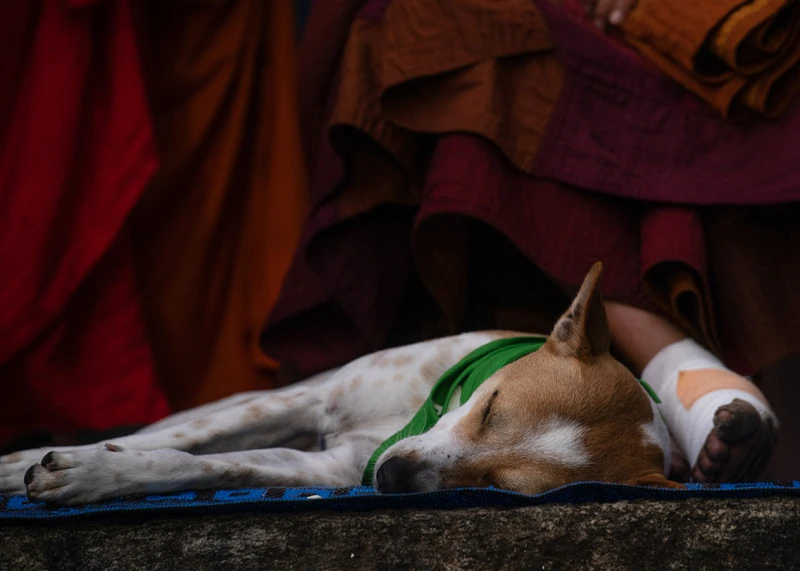 alokas-wonderful-qualities-surprised-even-the-veterinarians