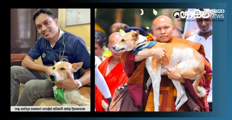 alokas-wonderful-qualities-surprised-even-the-veterinarians