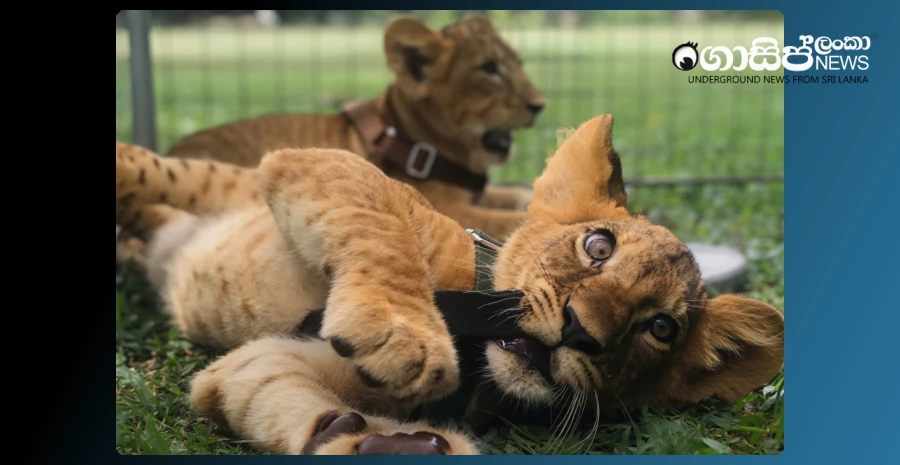 opportunity-to-name-newborn-lion-cubs-at-dehiwala-national-zoo