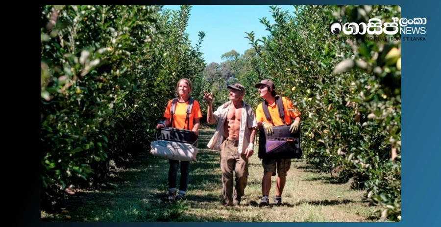 fraudulent-doctor-caught-working-in-apple-orchards-in-australia