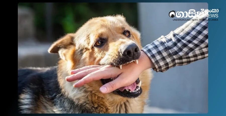 risk-situation-due-to-lack-of-rabies-vaccine