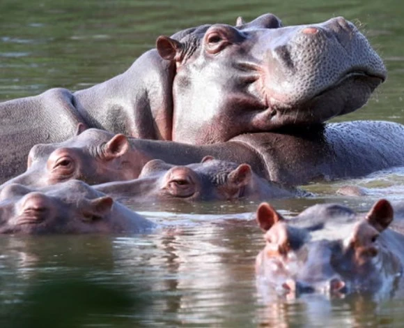 colombias-hippo-population-has-increased-because-of-escobar