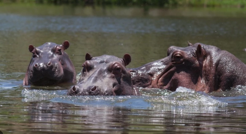 colombias-hippo-population-has-increased-because-of-escobar