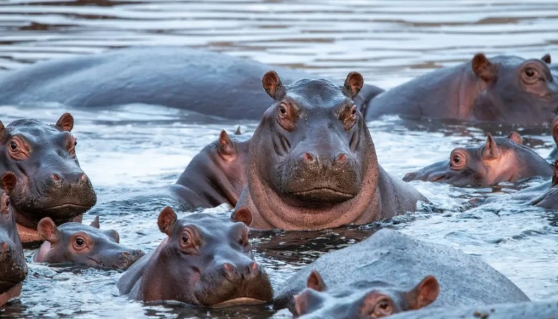 colombias-hippo-population-has-increased-because-of-escobar