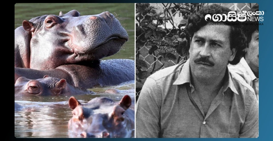colombias-hippo-population-has-increased-because-of-escobar