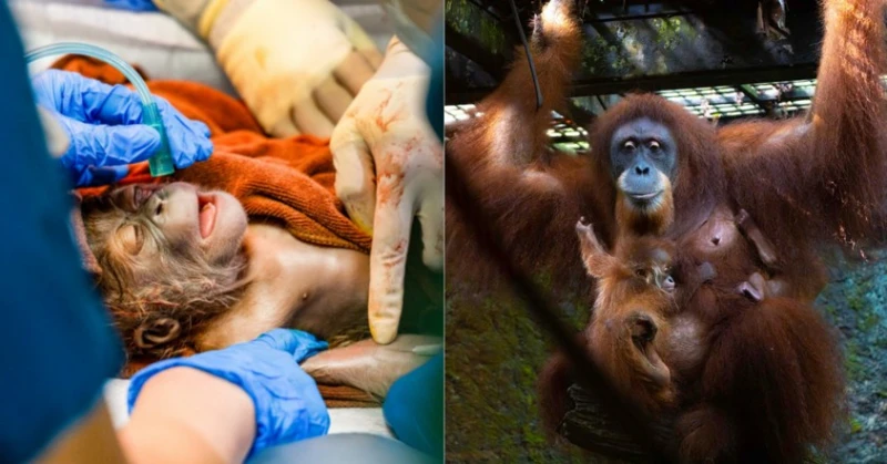 ian-the-first-orangutan-born-from-artificial-insemination-goes-on-display-in-singapore