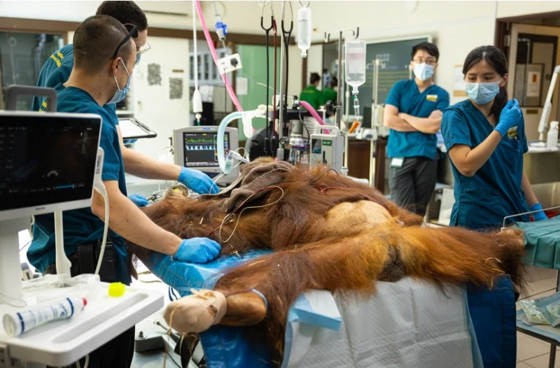 ian-the-first-orangutan-born-from-artificial-insemination-goes-on-display-in-singapore