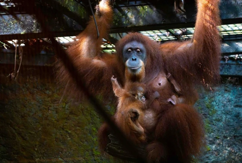 ian-the-first-orangutan-born-from-artificial-insemination-goes-on-display-in-singapore