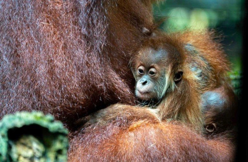 ian-the-first-orangutan-born-from-artificial-insemination-goes-on-display-in-singapore