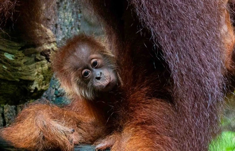 ian-the-first-orangutan-born-from-artificial-insemination-goes-on-display-in-singapore