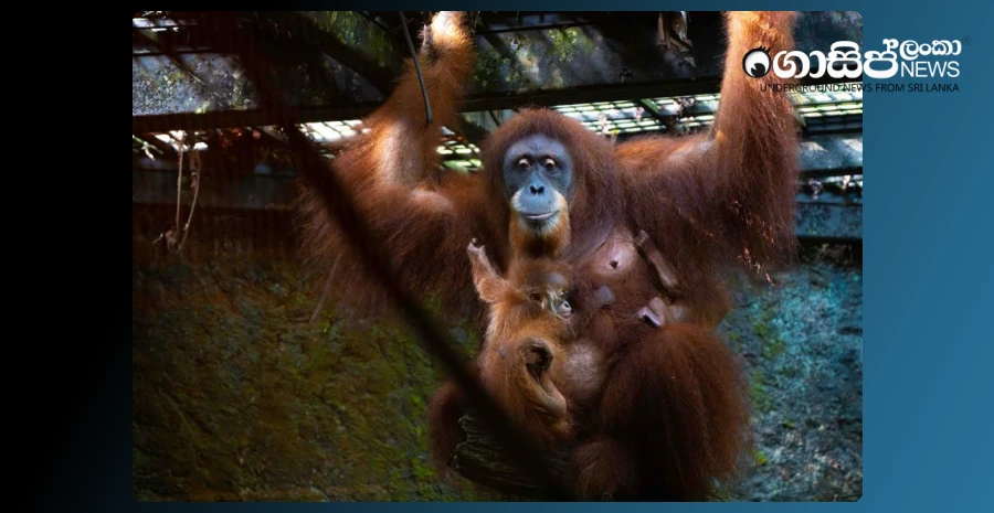 ian-the-first-orangutan-born-from-artificial-insemination-goes-on-display-in-singapore