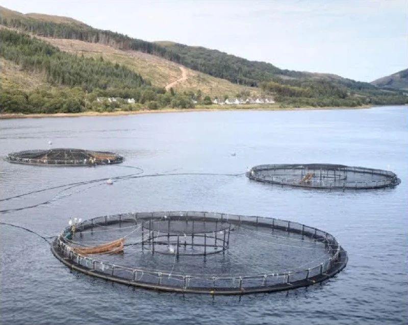 an-inquiry-into-the-millions-of-fish-deaths-on-salmon-farms-in-scotland