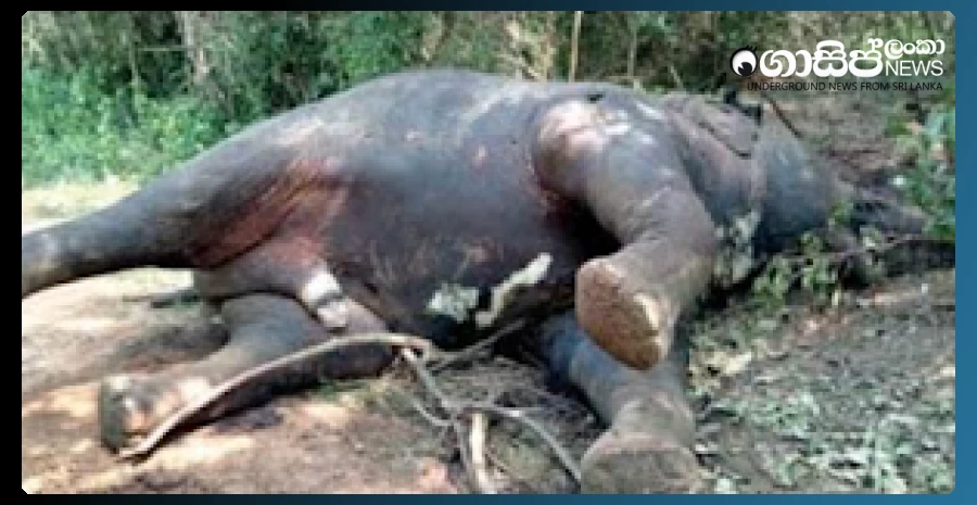 a-wild-elephant-which-had-killed-eight-was-killed-by-its-tusks