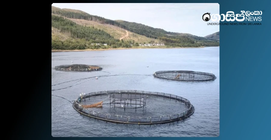 an-inquiry-into-the-millions-of-fish-deaths-on-salmon-farms-in-scotland