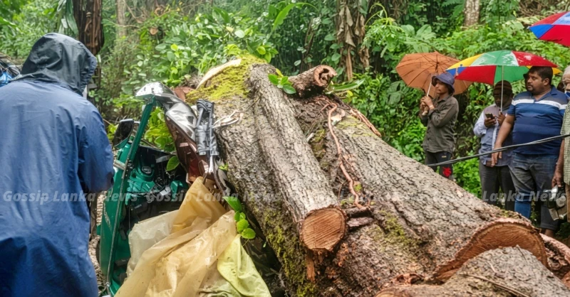 the-story-behind-the-incident-where-a-tree-fell-on-a-three-wheeler-and-killed-three-people