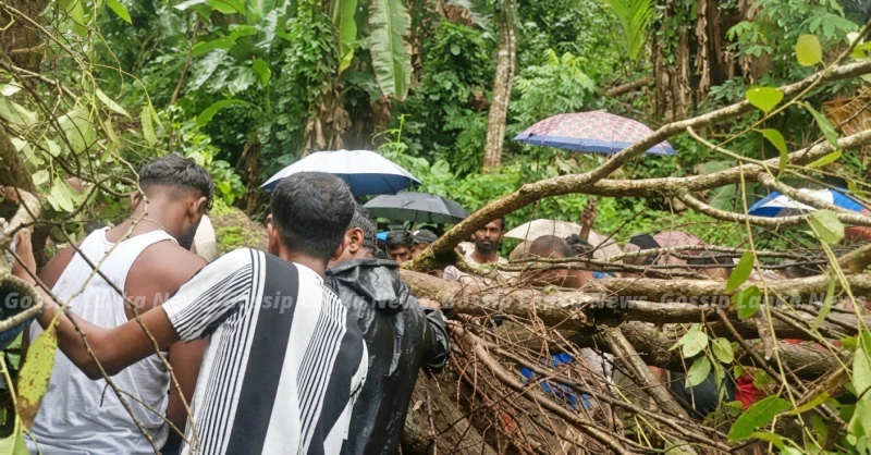 the-story-behind-the-incident-where-a-tree-fell-on-a-three-wheeler-and-killed-three-people
