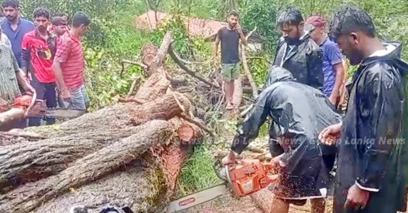 the-story-behind-the-incident-where-a-tree-fell-on-a-three-wheeler-and-killed-three-people