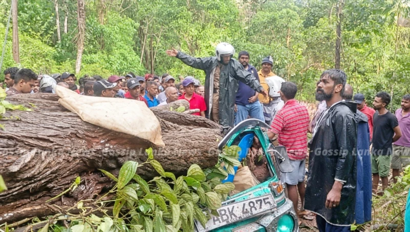 the-story-behind-the-incident-where-a-tree-fell-on-a-three-wheeler-and-killed-three-people