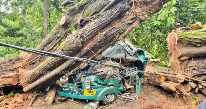 the-story-behind-the-incident-where-a-tree-fell-on-a-three-wheeler-and-killed-three-people