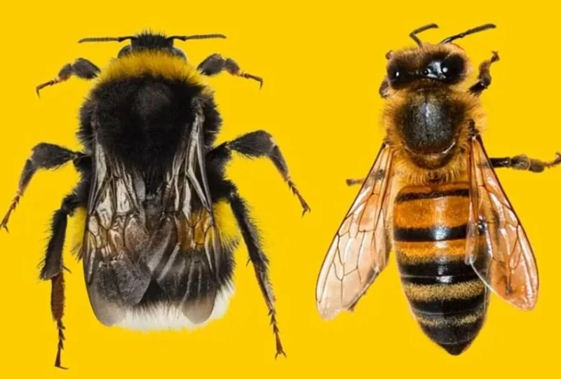 scientific-research-reveals-that-wasps-have-problem-solving-skills