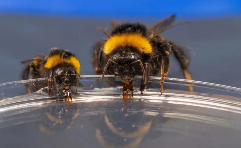 scientific-research-reveals-that-wasps-have-problem-solving-skills