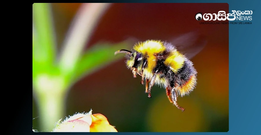 scientific-research-reveals-that-wasps-have-problem-solving-skills