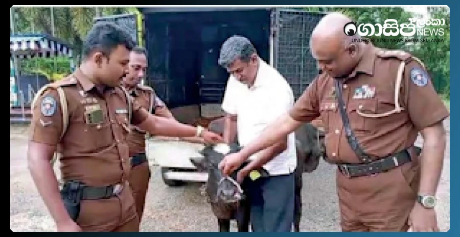 to-stop-the-roaring-of-umbe-the-mouths-were-tied-and-a-fake-cow-was-drawn
