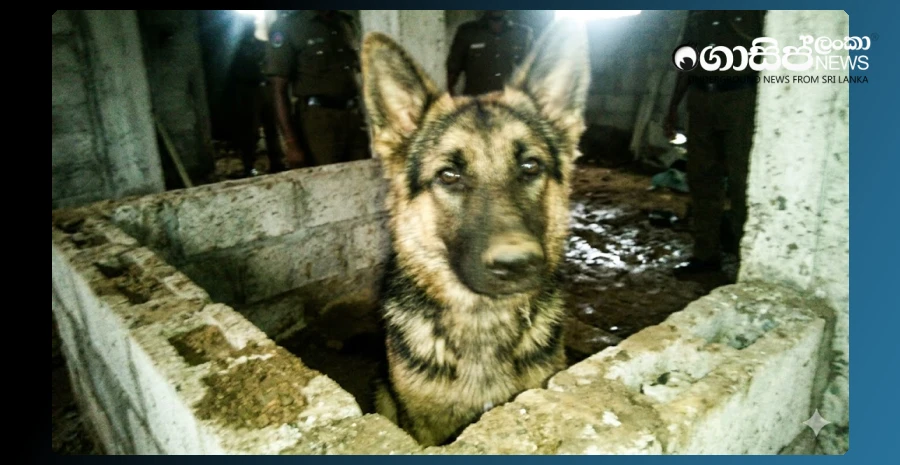 the-man-who-tortured-german-shepherd-dogs-by-tying-their-mouths-with-nylon-strings