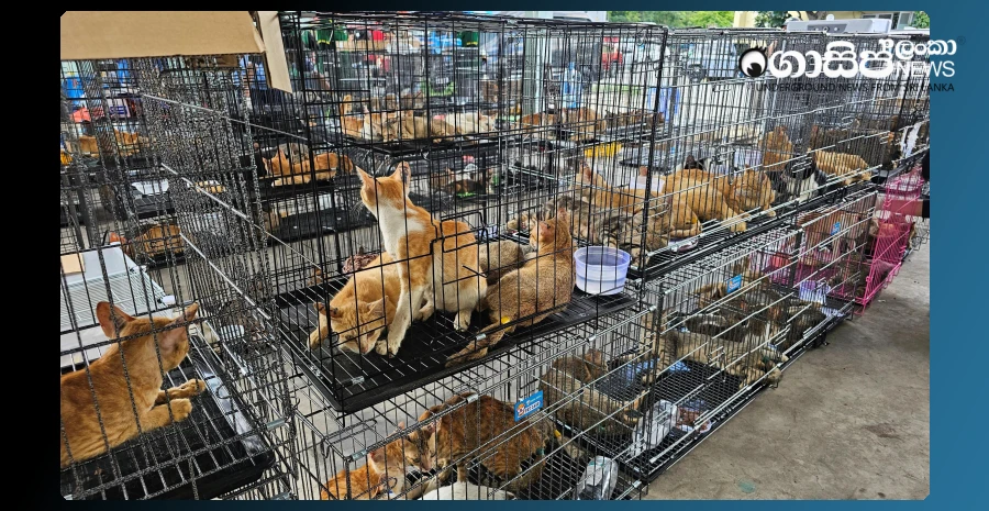 400-cats-are-freed-after-a-raid-on-cat-meat-trafficking-in-vietnam