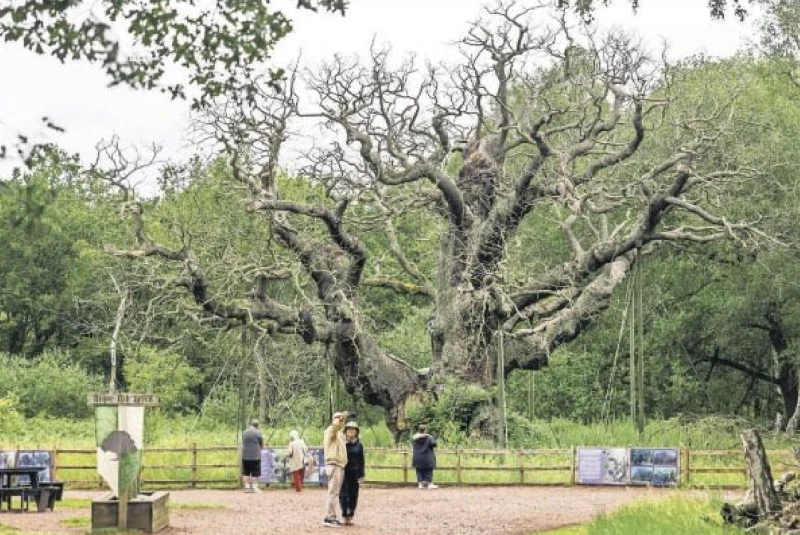 sherwood-forests-historic-oak-tree-that-sheltered-robin-hood-has-died